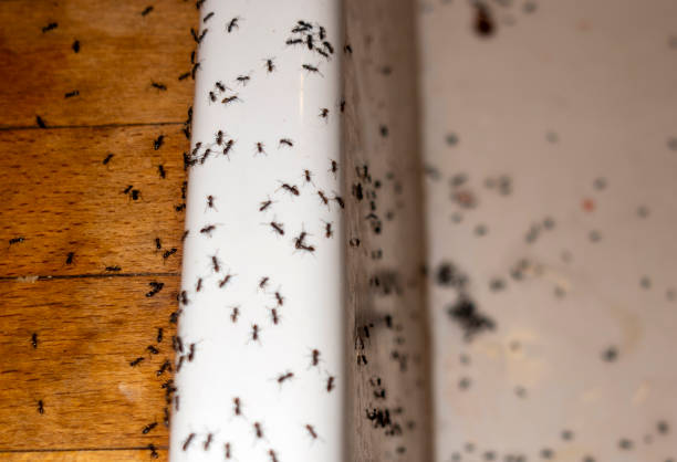 Best Wildlife Control Services  in Exeter, CA